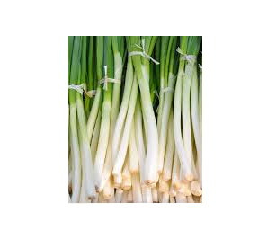 cipollina