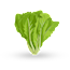 insalata