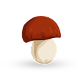 funghi porcini