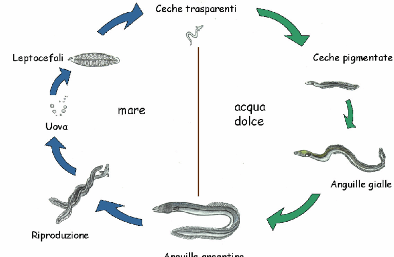 🐍 Il viaggio segreto delle anguille